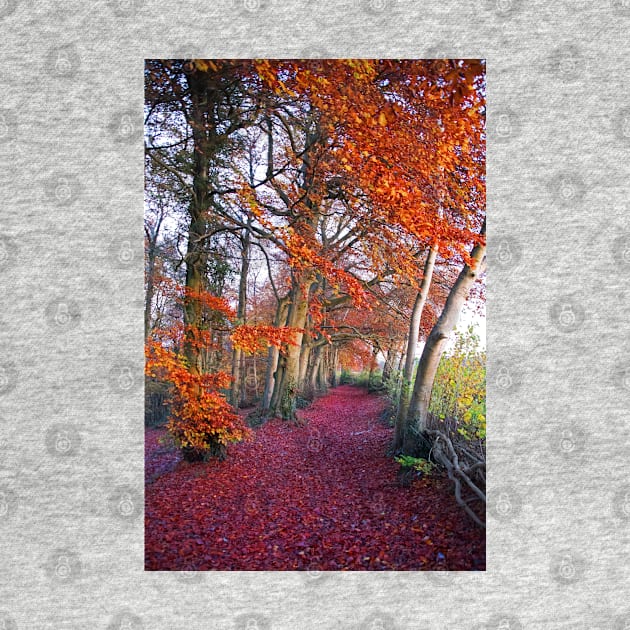 Autumnal Westridge Woods, Cotswolds by Graz-Photos